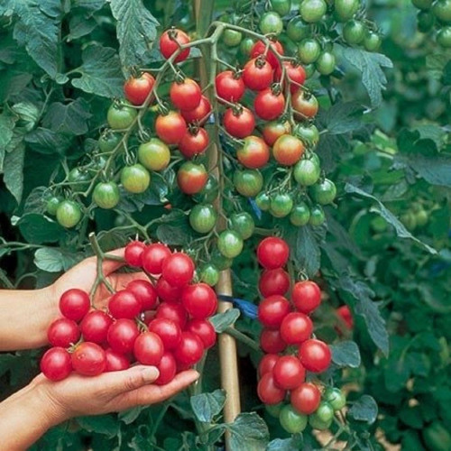 Kiraz Domates Tohumu 10 Adet Tohum