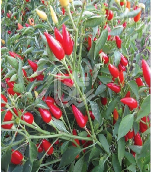 Burbiye Acı Biber Tohumu (500 Tohum)