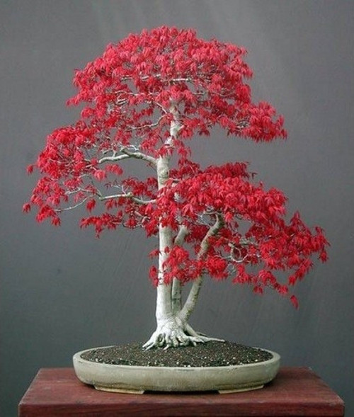 Acer Rubrum Bonsai Ağacı Tohumu Kırmızı Akçaağaç Ekim Seti + Saksı + Toprak