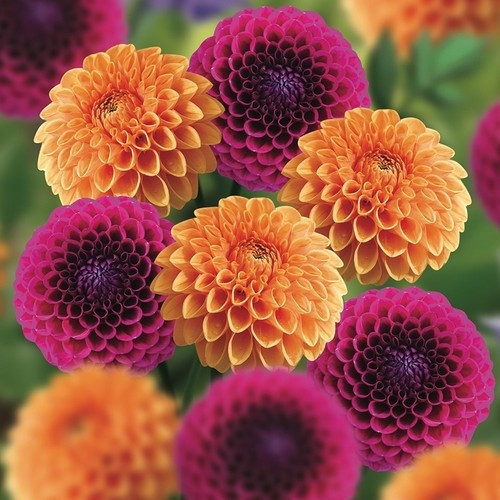 Karışık Dahlia Çiçeği Tohumu 5'Li Çiçek Tohumu