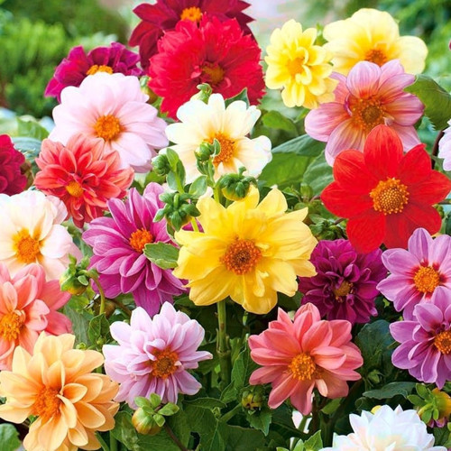 Dahlia Çiçeği Tohumu 15 Adet + Saksı + Torf