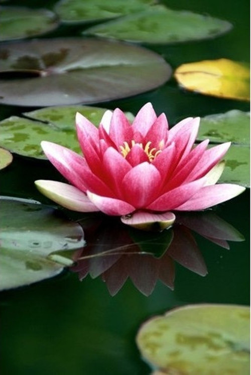 Lotus Çiçeği Tohum 1 Adet Tohum