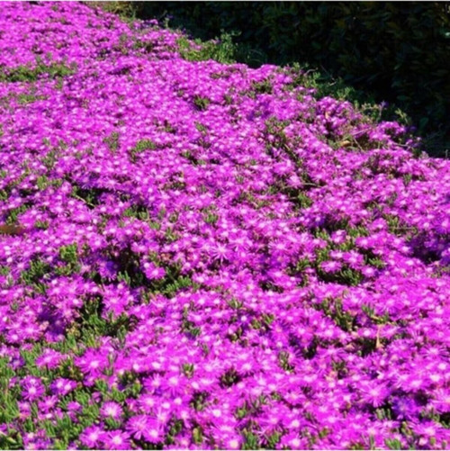 Acem Halısı Çiçeği Tohumu 100 Tohum