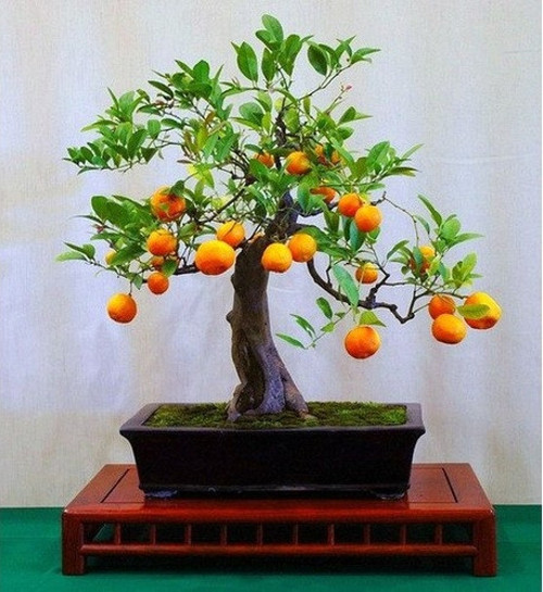 Murat Tohum Bodur Bonsai Portakal Ağacı Tohumu Ekim Seti 3 Adet Tohum+Saksı+Toprak