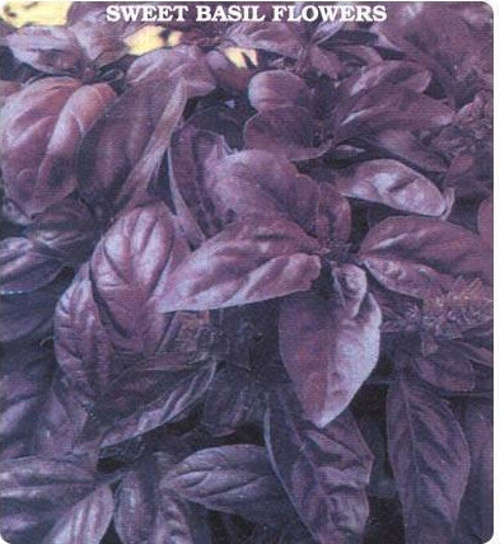 Mor Fesleğen Tohumu (100 Gram)