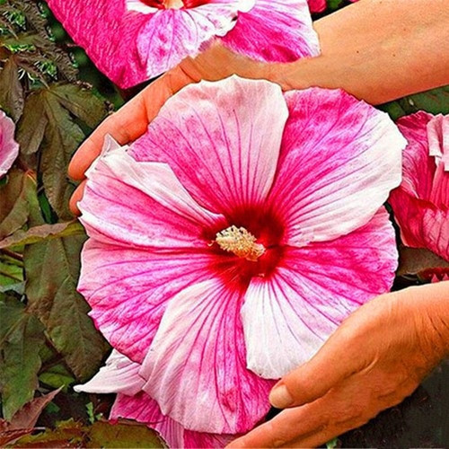 Karışık Nadir Dev Dahlia Çiçeği Tohumu 5'Li