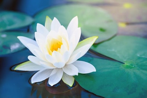 3 Adet Beyaz Renk Lotus Çiçeği (Nilüfer) Tohumu