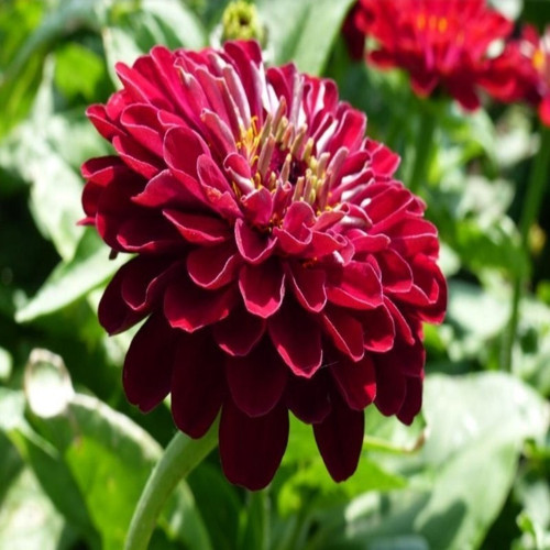 Super Yoga Elegans Dark Red Zinya Çiçeği Tohumu(40 Tohum)