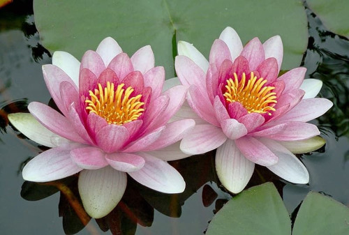 3 Adet Pembe Renk Lotus Çiçeği (Nilüfer) Tohumu