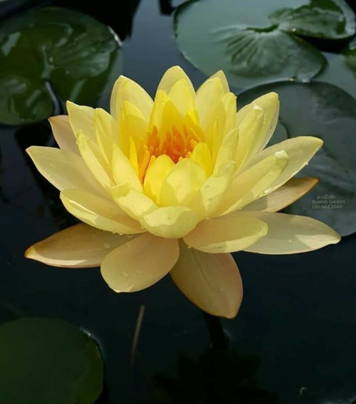 3 Adet Sarı Renk Lotus Çiçeği (Nilüfer) Tohumu