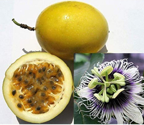 Sarı Passiflora Meyvesi (Çarkıfelek) Tohumu (5 Tohum)