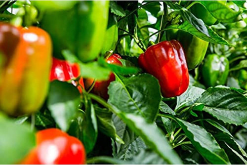Agrodal Tarım Ata Tohumu Yerli Hatay Acı Dolma Biberi Tohum