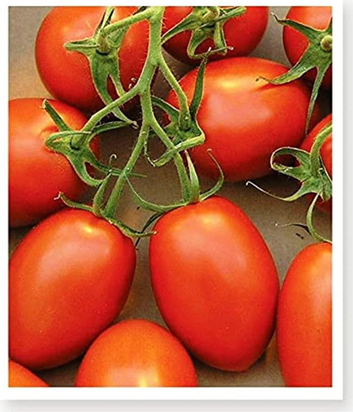 Agrodal Tarim Ata Tohumu Yerli Doğal Bursa Domatesi Tohum