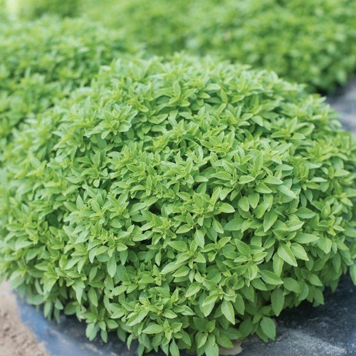 Limon Kokulu Fesleğen Tohumu (250 Tohum)