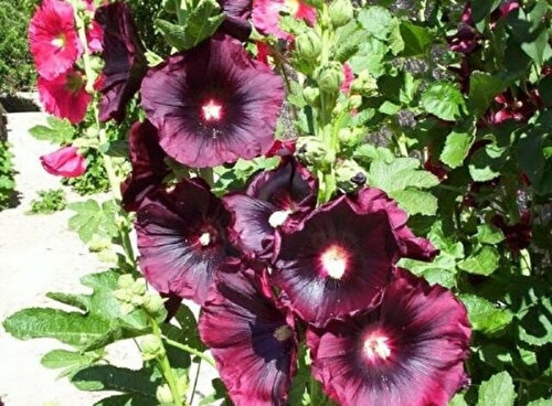 Bordo Hatmi Çiçeği Tohumu Gülhatmi Çiçeği Tohumu 10 Tohum Ekim Seti + Saksı +Toprak