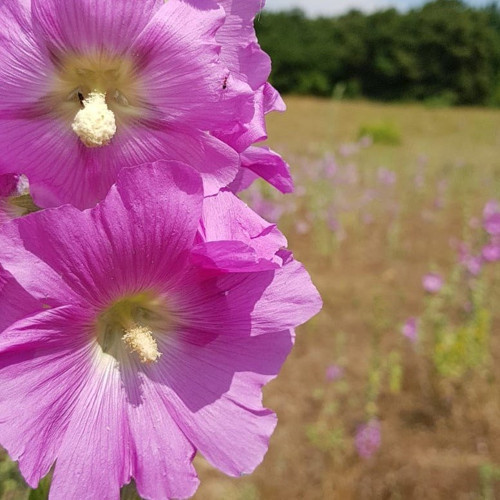 Pembe Hatmi Çiçeği Tohumu Gülhatmi Çiçeği Tohumu 10 Tohum + Ekim Seti Saksı + Toprak