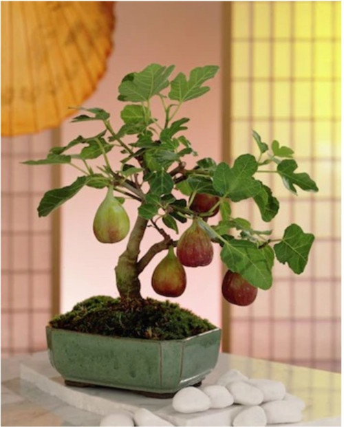 Bodur Bonsai Siyah Incir Ağacı Tohumu 5 Adet Tohum Ekim Seti + Saksı + Toprak