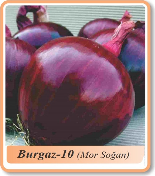 Soğan Tohumu 10 Gr Burgaz-10 Mor Soğan