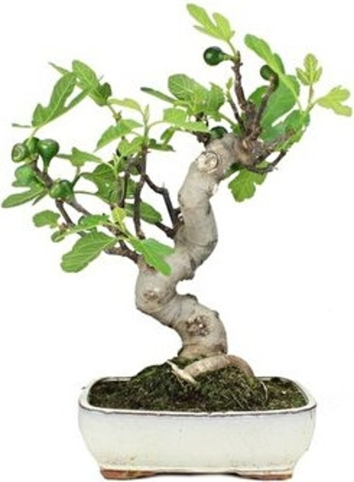 Bodur Bonsai Yeşil Incir Ağacı Tohumu 5 Adet Tohum Ekim Seti + 8698700611197Saksı + Toprak