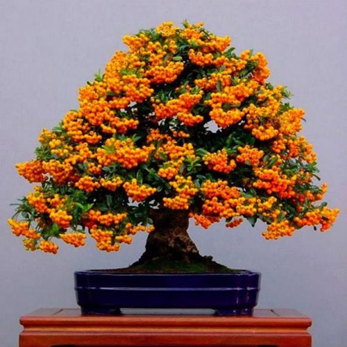 2 Adet Tohum Yeni Dünya Ateş Dikeni Bodur Bonzai Bonsai Meyvesi Saksı Toprak