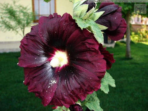 Bordo Hatmi Çiçeği Tohumu Gülhatmi Çiçeği Tohumu 10 Tohum