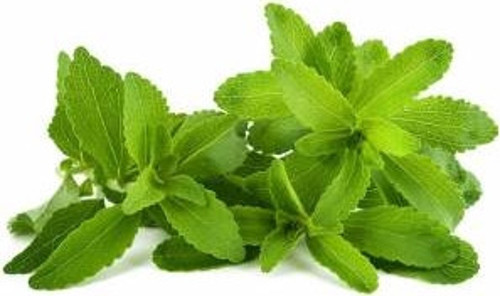 Stevia Doğal Şeker Otu Tohumu + Çimlendirme Seti
