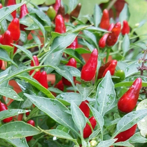 Acı Burbiye Biber Tohumu Ekim Seti 25 Adet Tohum Saksı Toprak