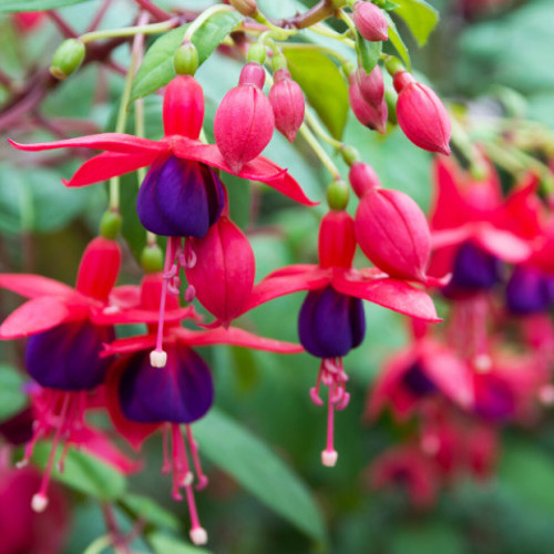 Seeds Küpe Çiçeği 50'Li