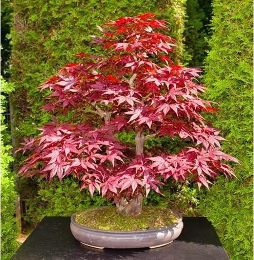 Bodur Bonsai Flamingo Ağacı Tohumu Ekim Seti 5 Tohum + Toprak + Saksı