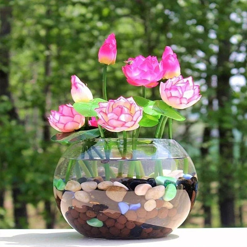 Karışık Kase Lotus Tohumu 5 Adet Tohum