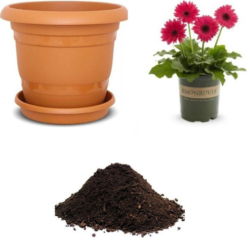 Karışık Gerbera Çiçeği Tohumu Ekim Seti