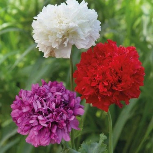 Katmerli Gelincik Tohumu Şakayık Çiçekli Karışık Renkler Peony 100 Tohum