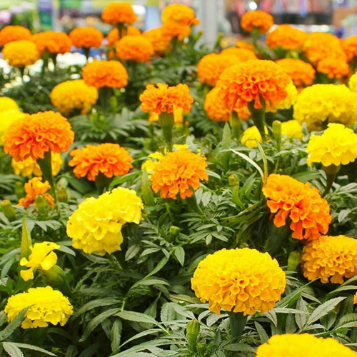 Kadife Çiçeği Tohumu Büyük Top Çiçekli Karışım Tagetes 50 Tohum