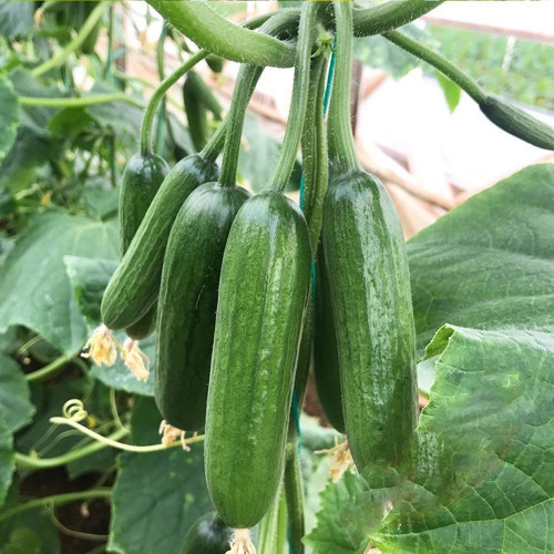 Sırık Salatalık Tohumu