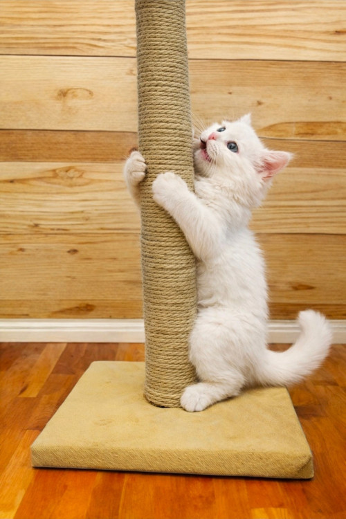 55Cm Kedi Tırmalama