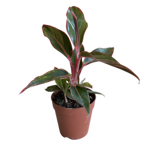 Aglaonema Crete (Çin Herdemyeşili)