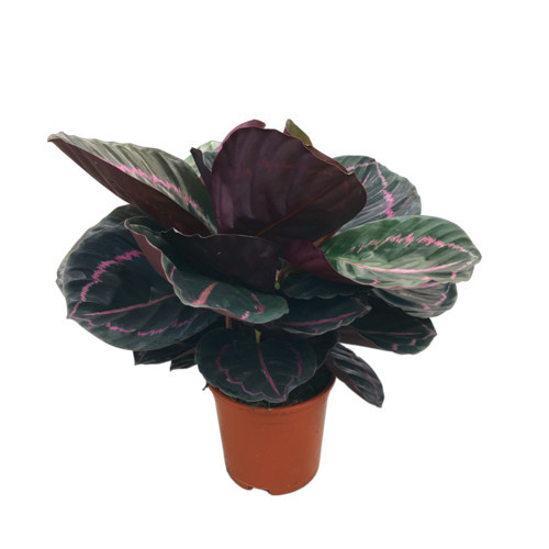 Calathea Roseopicta 'Dottie' (Dua Çiçeği)