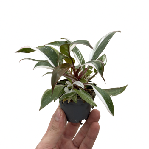 Philodendron 'Red Anderson'