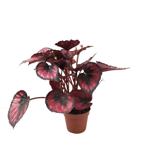 Begonia Rex 'Red Kiss' (Begonya Çiçeği)