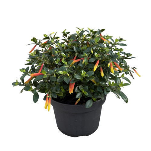 Justicia Floribunda (Brezilya Küpelisi)