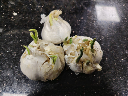 SAKSIDA EKİMLİK DOĞAL SARIMSAK 1 KG