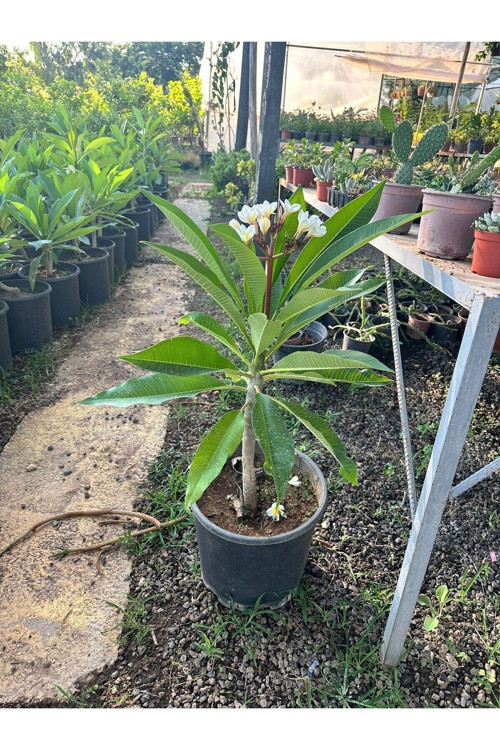 Amerikan Flu Plumeria 40-50 Cm Boy