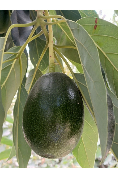 Avokado 1 Kg Günlük Toplama Taze Hasat