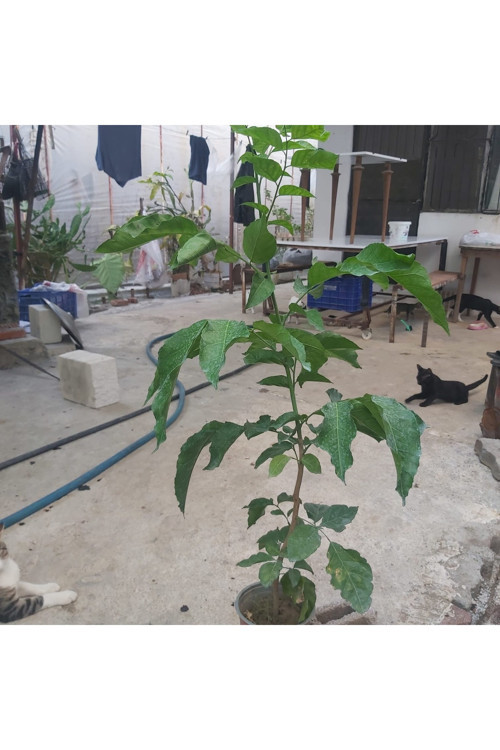 Vampee Meyve Fidanı 2 Yaşında