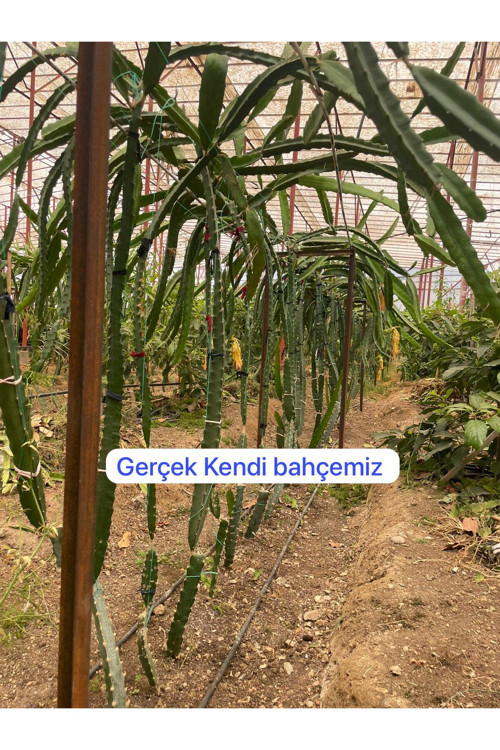 2 Adet Ejder Meyvesi (Çelikleme)Fidesi 20 Cm Üstü.
