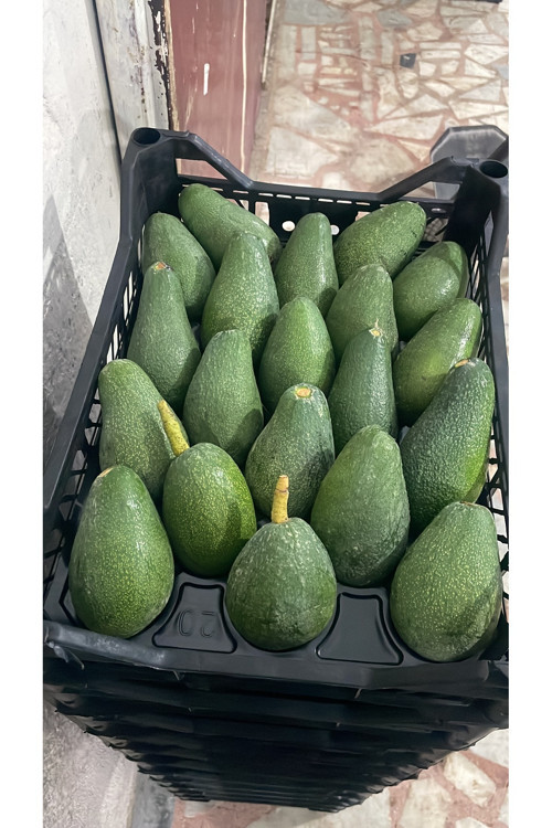 Avokado 2 Kg Taze Hasat Günlük Toplama