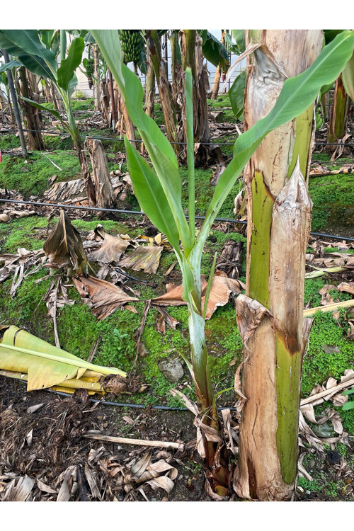 Muz Fidanı 1 Mt Üstü