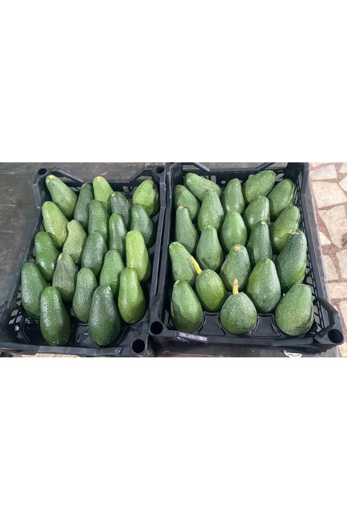 Avokado 1 Kg Mini Boy