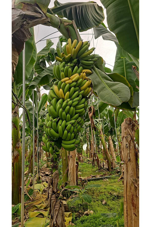 3Kg Anamur Muzu Yeşil Hasat