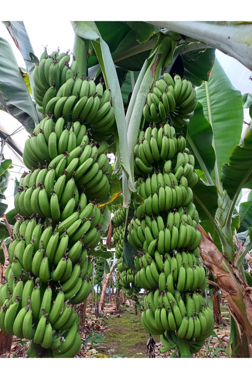 Anamur Muzu Yeşil 1 Kg